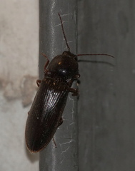 Hemicrepidius nemnonius