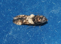 Walshia miscecolorella