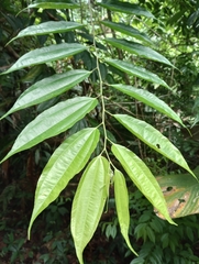 Lunania parviflora