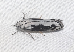 Ethmia monticola