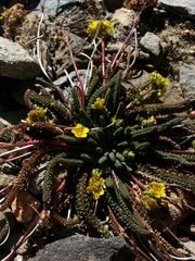 Ivesia lycopodioides