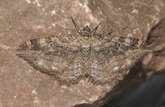 Rheumaptera meadii