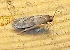 Pigritia