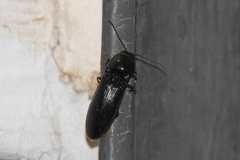 Hemicrepidius nemnonius