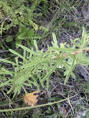 Stevia viscida