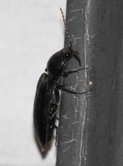 Hemicrepidius nemnonius