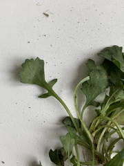 Brachyscome radicata