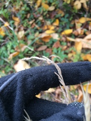 Muhlenbergia mexicana