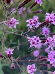 Stevia viscida