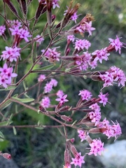 Stevia viscida