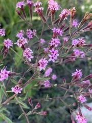 Stevia viscida