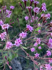 Stevia viscida