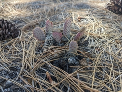Opuntia polyacantha