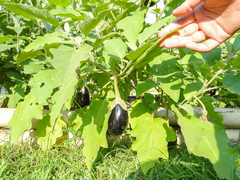Solanum melongena