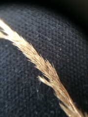 Muhlenbergia mexicana