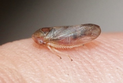 Macropsis