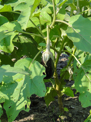 Solanum melongena