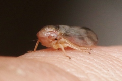 Macropsis