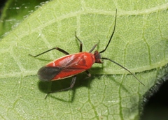 Lopidea