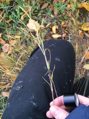 Muhlenbergia mexicana