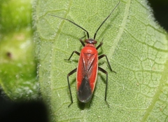 Lopidea