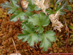 Coptis aspleniifolia