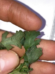 Brachyscome radicata