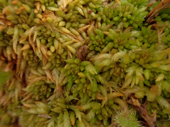 Sphagnum austinii