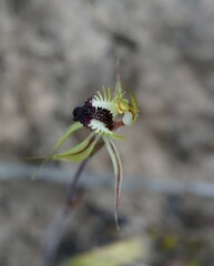 Caladenia stricta