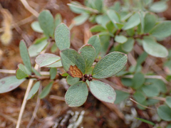 Vaccinium uliginosum