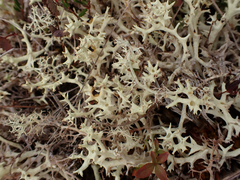 Cladonia uncialis