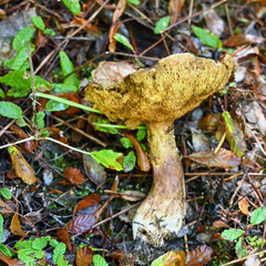 Suillus lakei