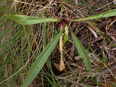 Primula jeffreyi