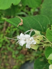 Clerodendrum infortunatum