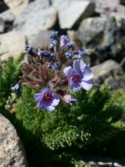 Polemonium eximium