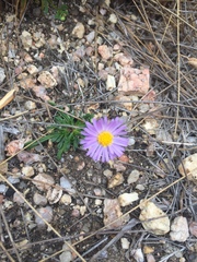 Brachyscome multifida