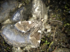 Piletocera aegimiusalis