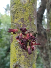 Averrhoa bilimbi