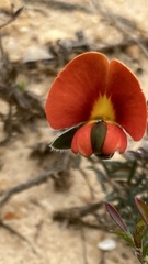 Gompholobium ecostatum