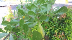 Terminalia molinetii