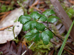 Coptis aspleniifolia