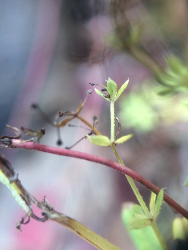 Image of Galium asprellum by no rights reserved