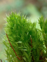 Tetraplodon mnioides