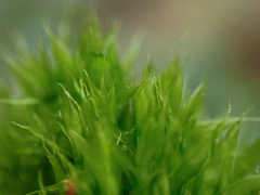 Tetraplodon mnioides