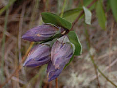 Gentiana sceptrum