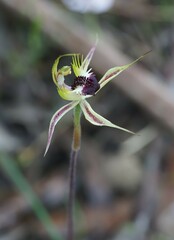 Caladenia stricta