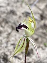 Caladenia stricta