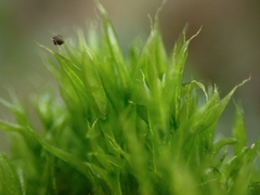 Tetraplodon mnioides