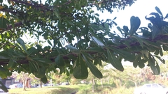 Terminalia molinetii