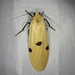 Conilepia nigricosta nigricosta - Photo (c) りなべる, some rights reserved (CC BY-NC), uploaded by りなべる